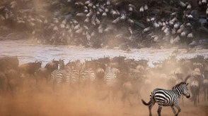 8 Day The Ultimate Migration Safari