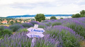 Daily Isparta Lavender Fields Tour From Burdur